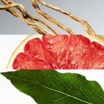 Lacoste Eau de Lacoste L.12.12 Blanc deostick pentru bărbați