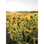 Yves Rocher Pur Arnica hidratant si pentru protectie solara de maini