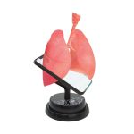 Macheta anatomica de asamblat Eastcolight, Plamanii