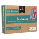 Lectii Montessori. Lectii de anatomie: Organe de simt. Sistemul respirator. Sistemul circulator