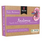 Lectii Montessori. Lectii de anatomie: Organe interne. Sistemul digestiv