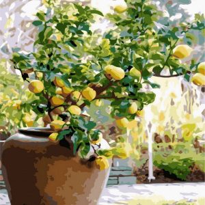 Set Pictura pe numere, Acuarello, Lemon