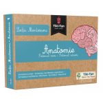 Lectii Montessori. Lectii de anatomie: Sistemul osos. Sistemul nervos